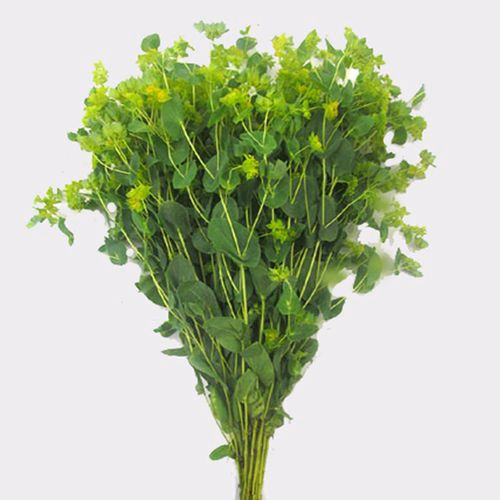 Bupleurum